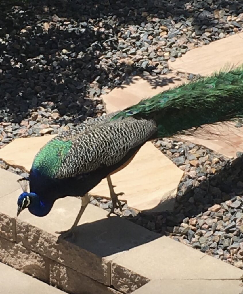 Northgate Peacock